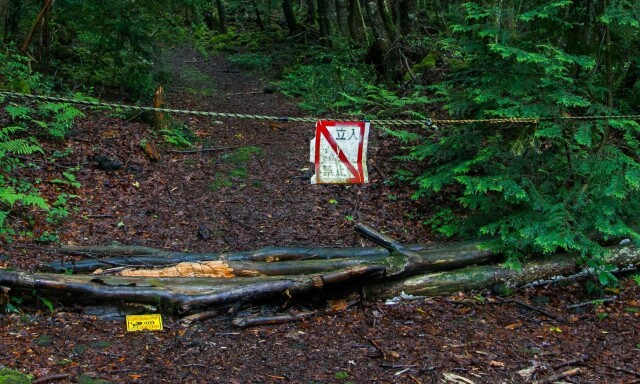 image: Raser etter video av død person i den «hjemsøkte» selvmordsskogen Aokigahara